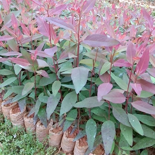 肇庆 3229桉树组培苗