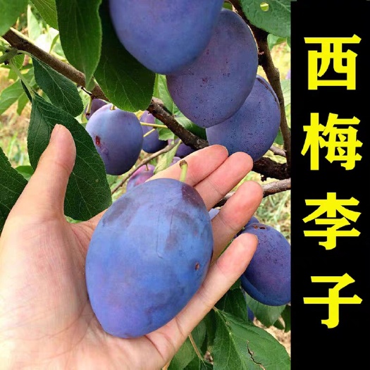 平邑县红美丽李子苗 西梅李子苗优质品种果大口感好，保湿发货基地直供