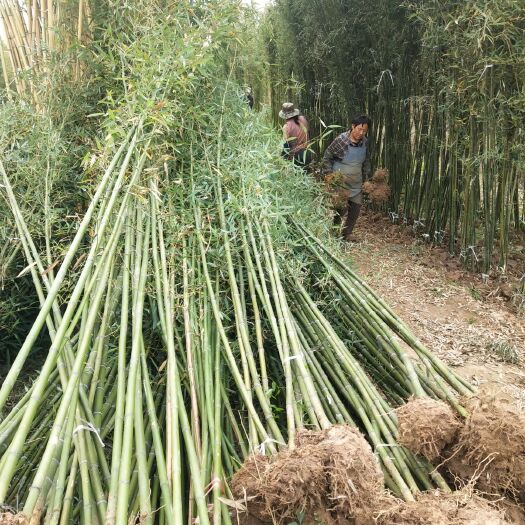 沭阳县 淡竹