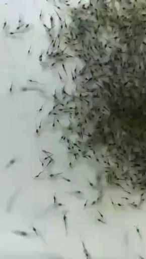  草虾苗/河虾全国包邮