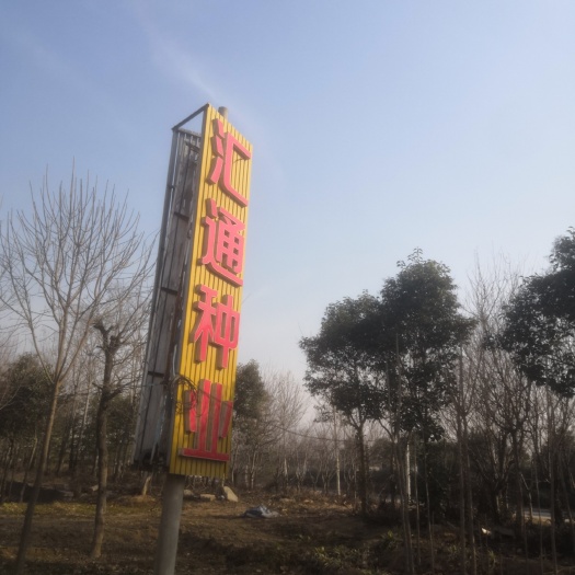 菏泽五角枫种子