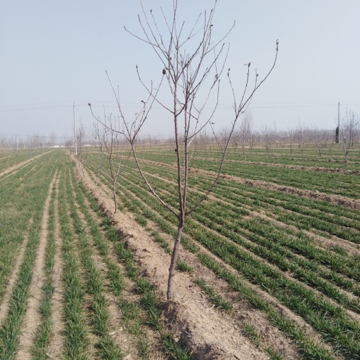 聊城烟富3号苗 200棵正宗烟台🍎 树苗出售
        ☎️