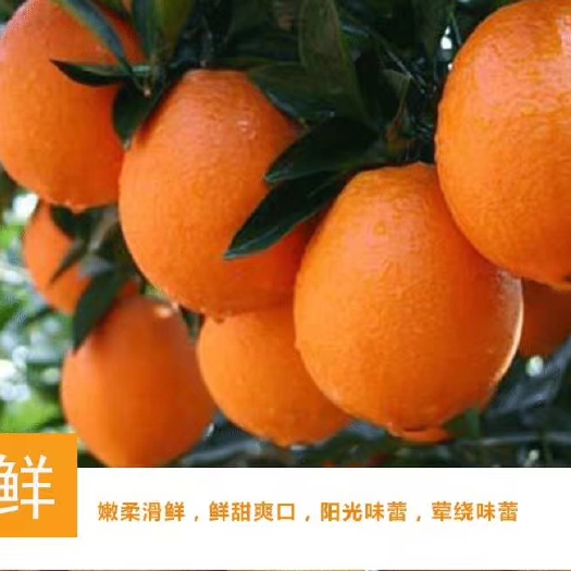 新宁县崀山脐橙 橙心橙意
