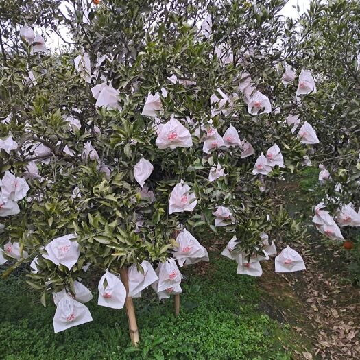 眉山 自家农场有2万斤丑橘，又名不知火，现在需要求购