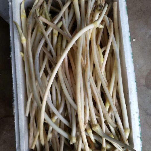 景德镇 美味藕带，10元一斤，100斤起批，不包邮