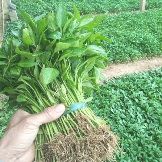 宿州青椒苗 徐记菜苗，自家蔬菜大棚育苗，欢迎实地考察