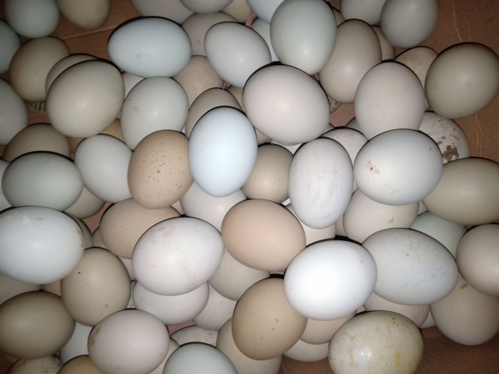 土鸡蛋  纯正，绿色柴鸡蛋