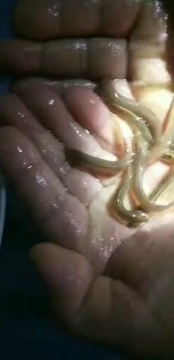 泥鳅苗 泥鳅/生态泥鳅/快大