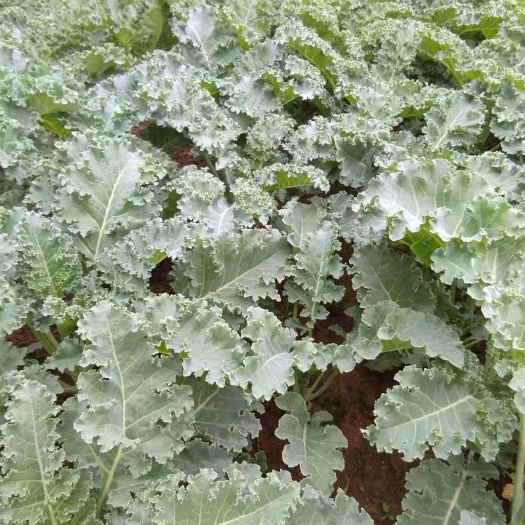 北京羽衣甘蓝 新鲜西餐蔬菜 雨衣甘蓝