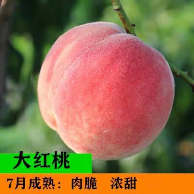 平邑县美国大红桃树苗品质保证果大产量高品种保证现挖发货假一赔十