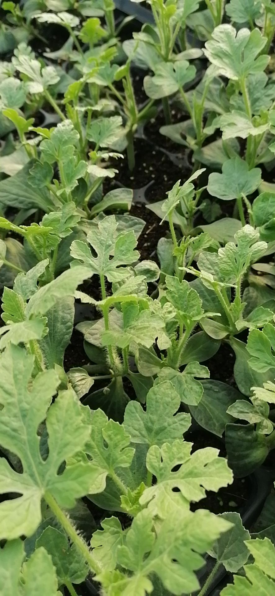  正宗新红宝嫁接西瓜苗，根系发达，产量高，抗病抗重茬