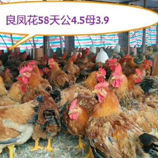 广州良凤花鸡苗  良 凤花公鸡苗,红毛大公鸡苗,快大红公
鸡苗,90天8斤