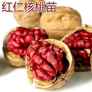 平邑县 红仁核桃苗