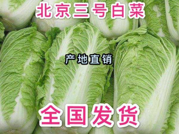 玉田县 唐山实力代办专业供应北京三号白菜