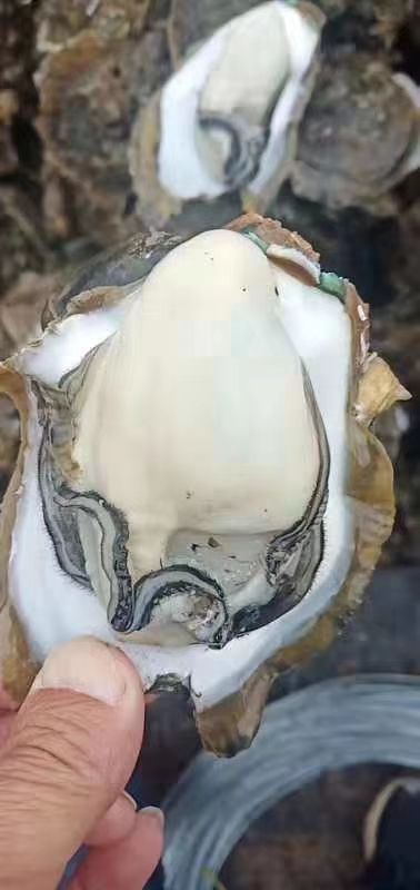 台山蚝 台山珠海生蚝，蚝场直发，大蚝，小蚝，中蚝规格齐全