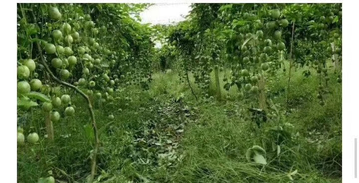 灵山县台农百香果苗
