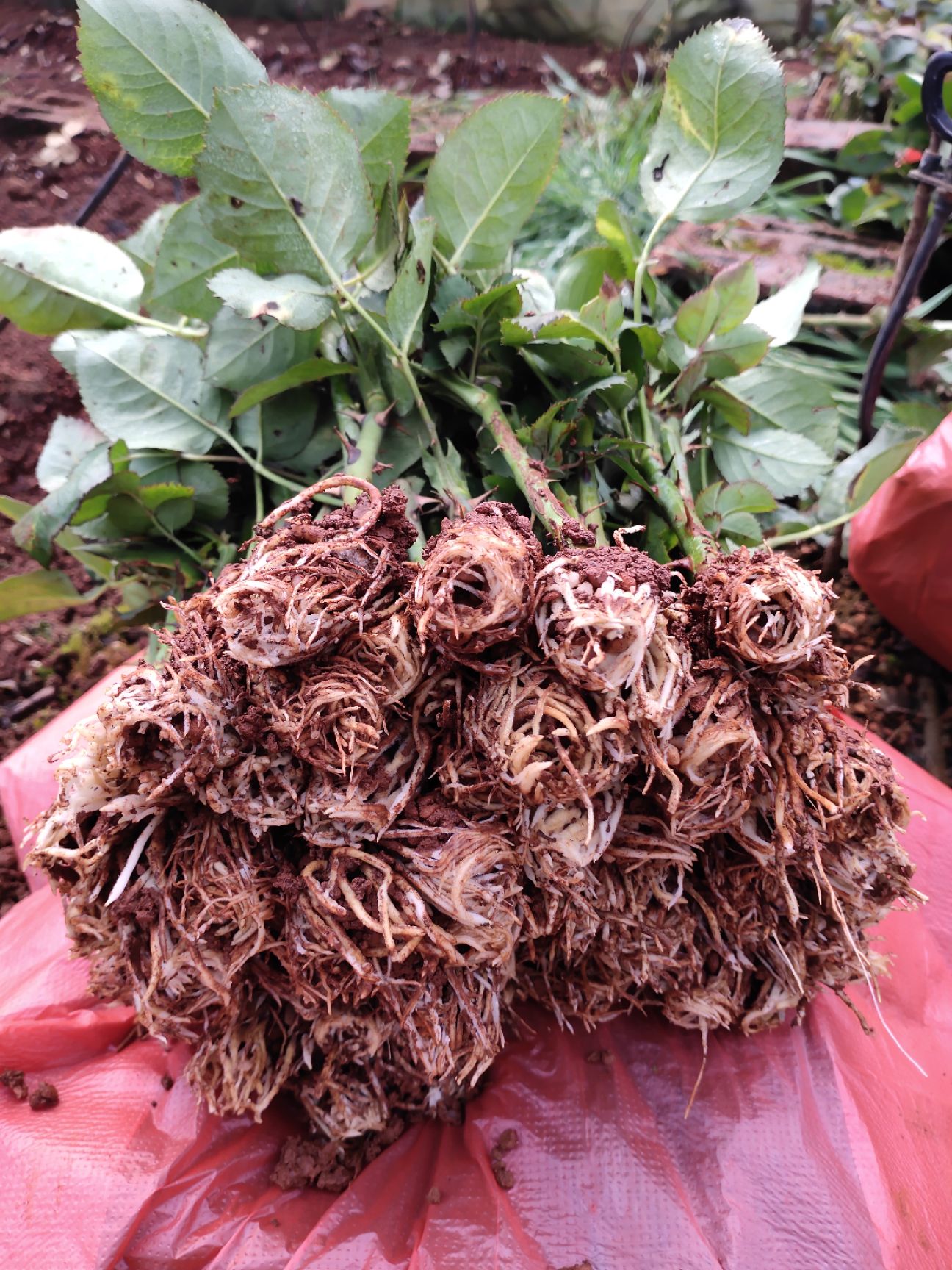 基地直供卡罗拉月季花苗批发  红玫瑰大花月季苗 四季开花