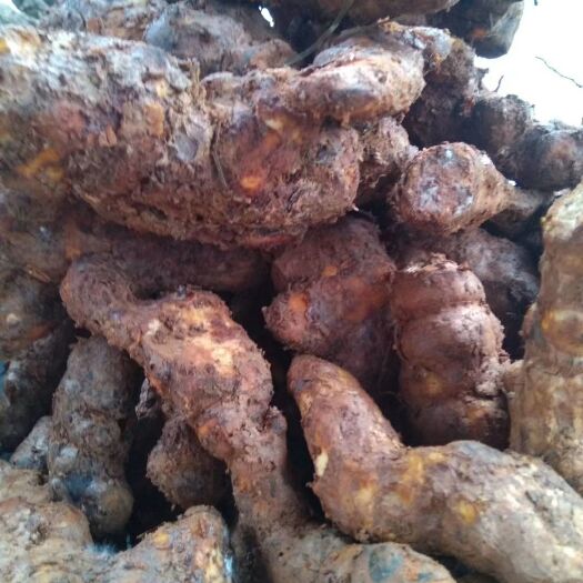 清远肇庆本地土茯苓 肉白 粉质  一手货源 货源新鲜 充足