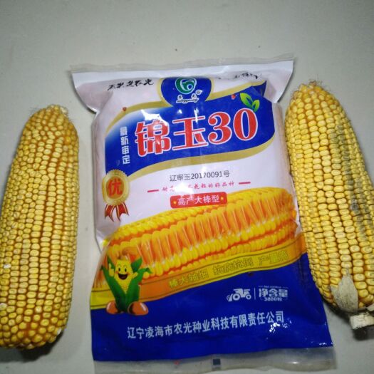 青县是玉米种子锦玉30抗旱抗倒伏抗病  产量高！耐高温 高地块