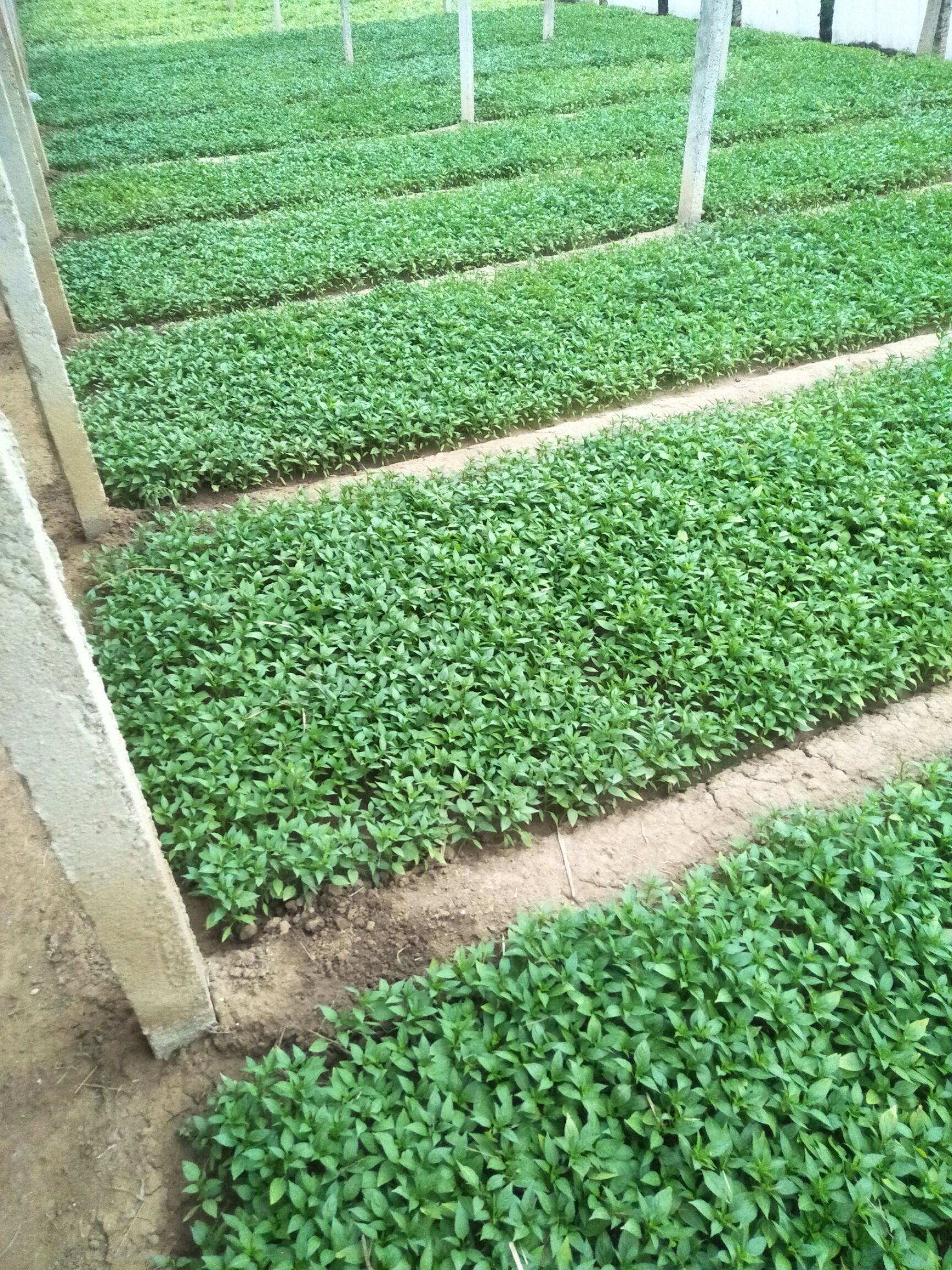 青椒苗 徐记菜苗，自家蔬菜大棚育苗，欢迎实地考察