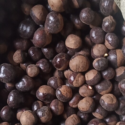 西峽縣沙藏七葉樹(shù)種子，真是種植季節(jié)，哪位老板需要了聯(lián)系我！
