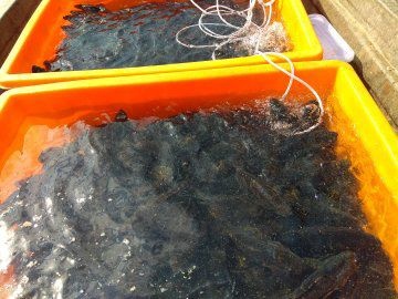钦州 各种规格深海网箱海鲈鱼