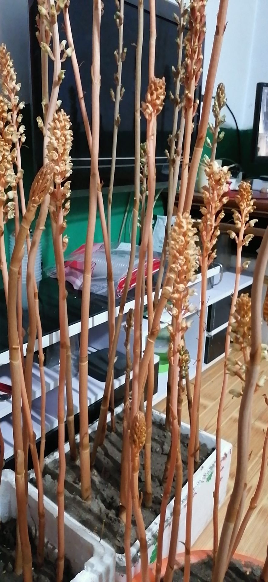五峰土家族自治县 天麻花粉<硕果>