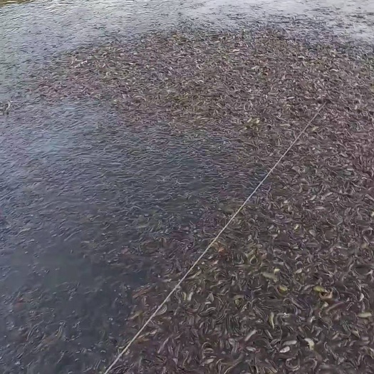 泥鳅 水花苗，寸苗，基地直销，包回收，