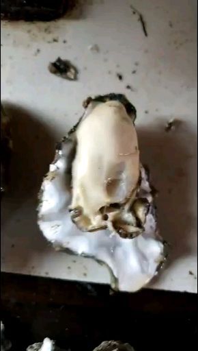唐山长牡蛎 精品生蚝