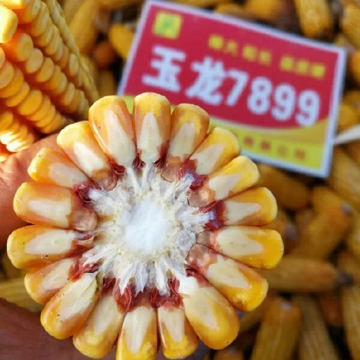 沈阳玉龙7899玉米种子  玉龙7899 棒大，轴细。