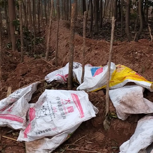 重庆市 农村荒地桂花树便宜卖了，给钱就卖，自己来挖价格更便宜