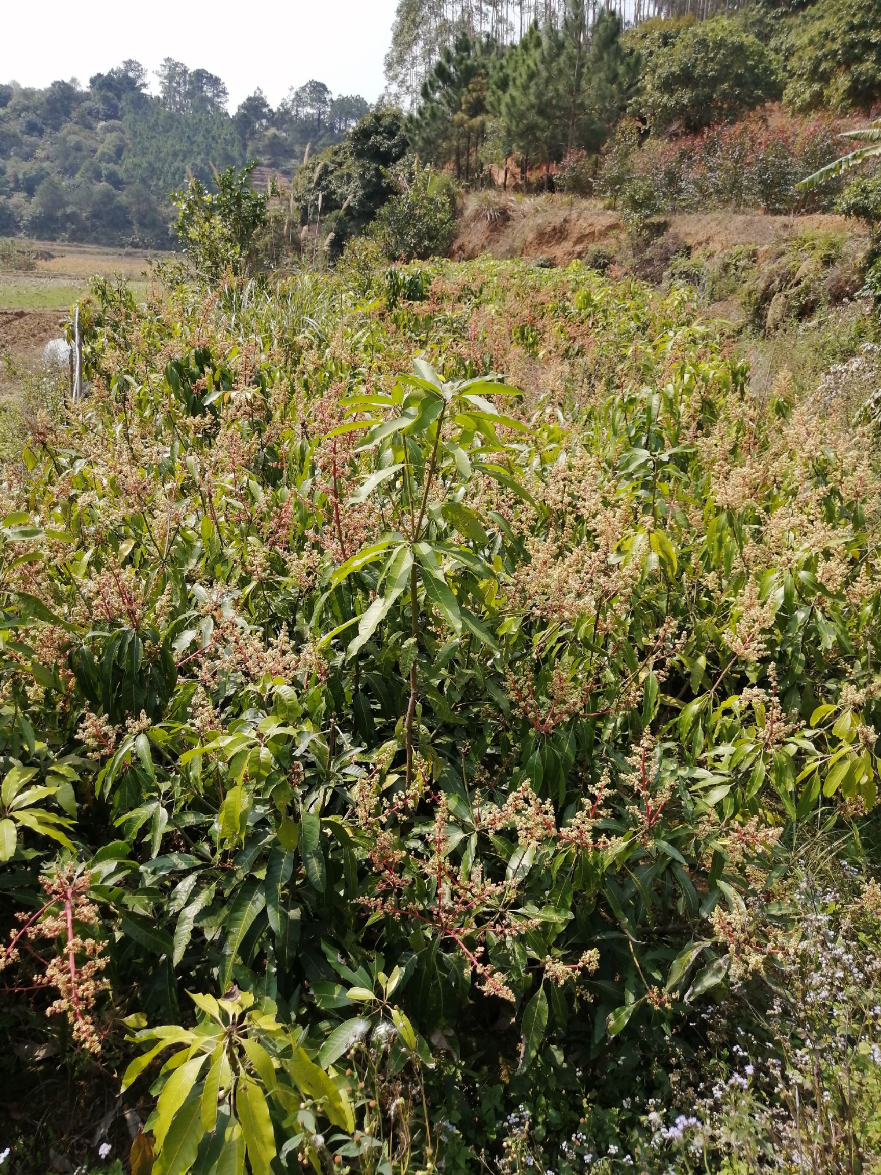  芒果树苗南北方种植金煌芒果苗桂七芒果嫁接当年结果上好生根粉
