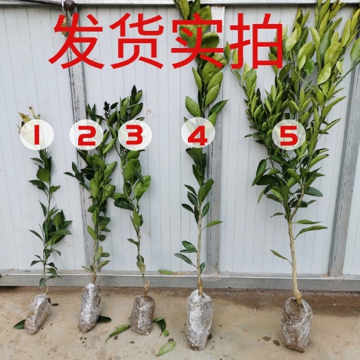 平邑县脆蜜金柑苗 金桔树苗 两年至三年苗 基地直供