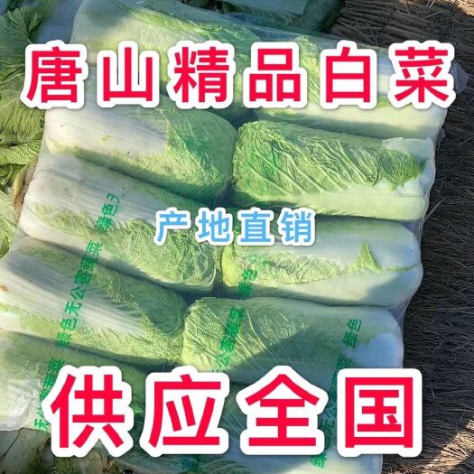 玉田县 唐山地窖冬储白菜 大量供应
