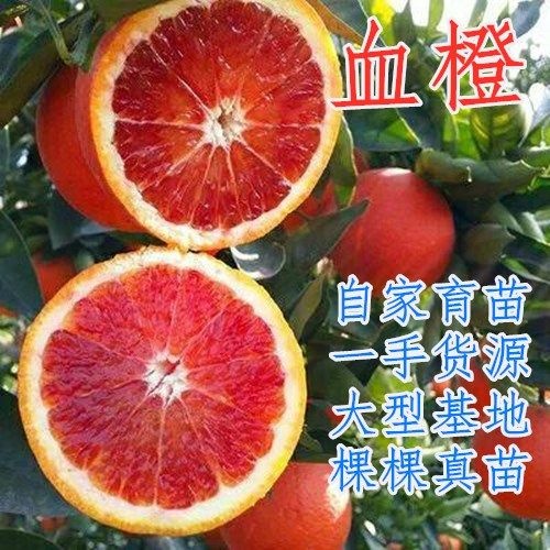 平邑县 塔罗科血橙果树苗 橙树苗