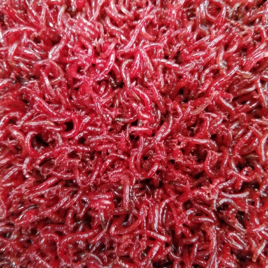 聊城红虫， 长期供应红虫，自己打捞的，大黑头，活力好，质量挑战