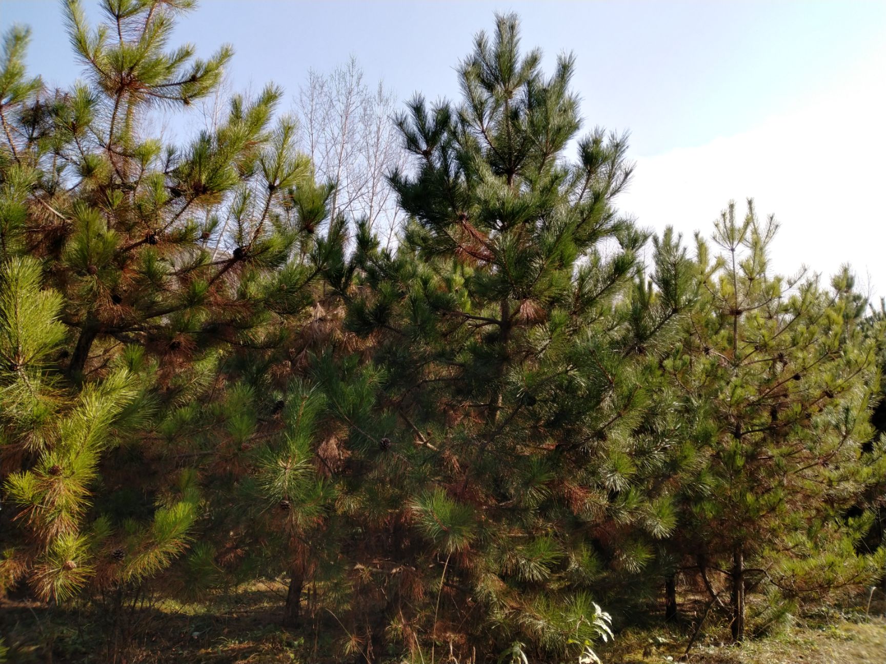 旱地油松 大量供应1-7米油松