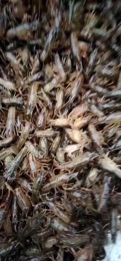 监利市湖北荆州龙虾苗  体质好。体形长。无病无损。品种优良