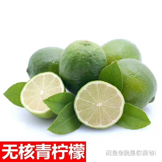 灵山县香水柠檬苗 柠檬果苗。