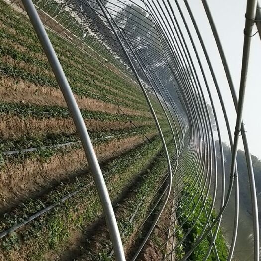 宿迁 种植大棚