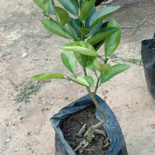 平乐县伦晚脐橙苗 大量伦晚杯苗出售