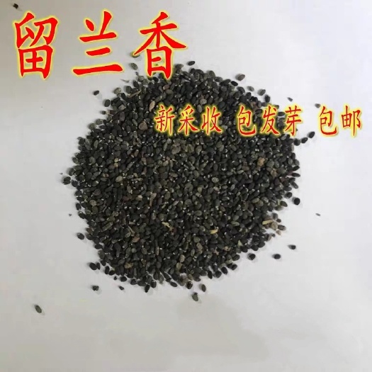 宿迁薄荷种子 柠檬香水薄荷籽 留兰香 食用猫薄荷 美国薄荷种子