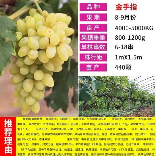 平邑县 金手指葡萄苗，金手指葡萄，糖分高，口感脆甜，基地现挖苗先发