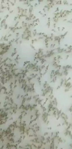 青虾苗 青虾（河虾）