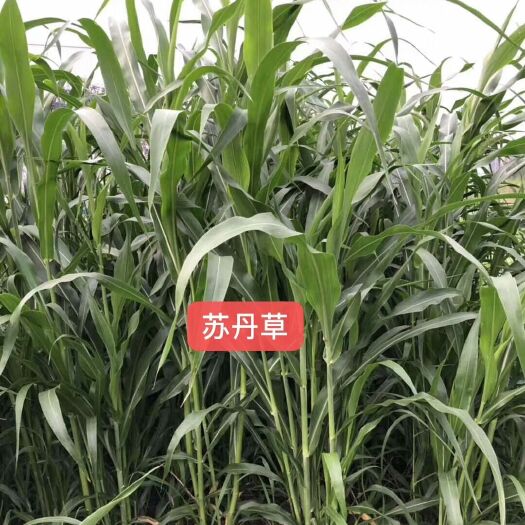 郓城县苏丹草种子养鱼牧草种子养牛牧草种子