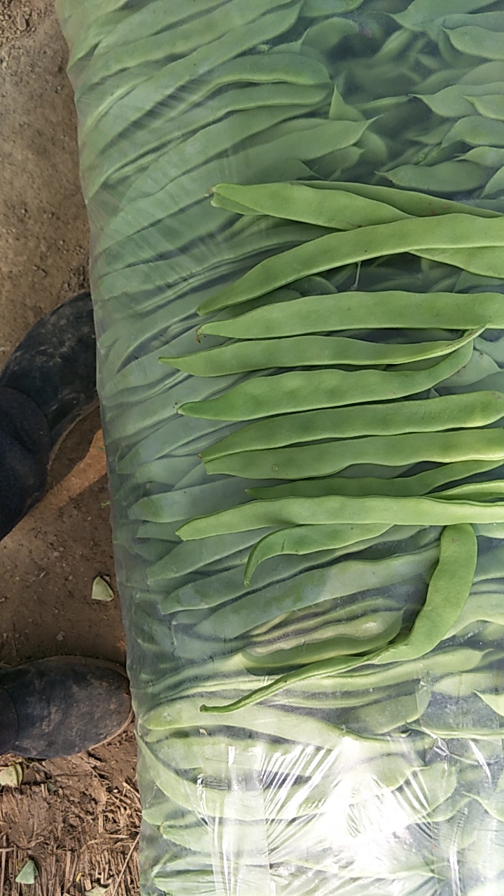 绿扁豆 条直,无鼓豆,长度20以上