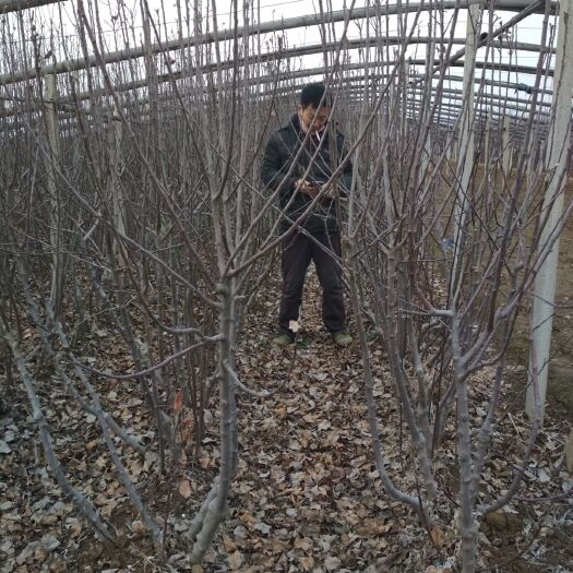 潍坊 苹果树苗红富士苹果苗