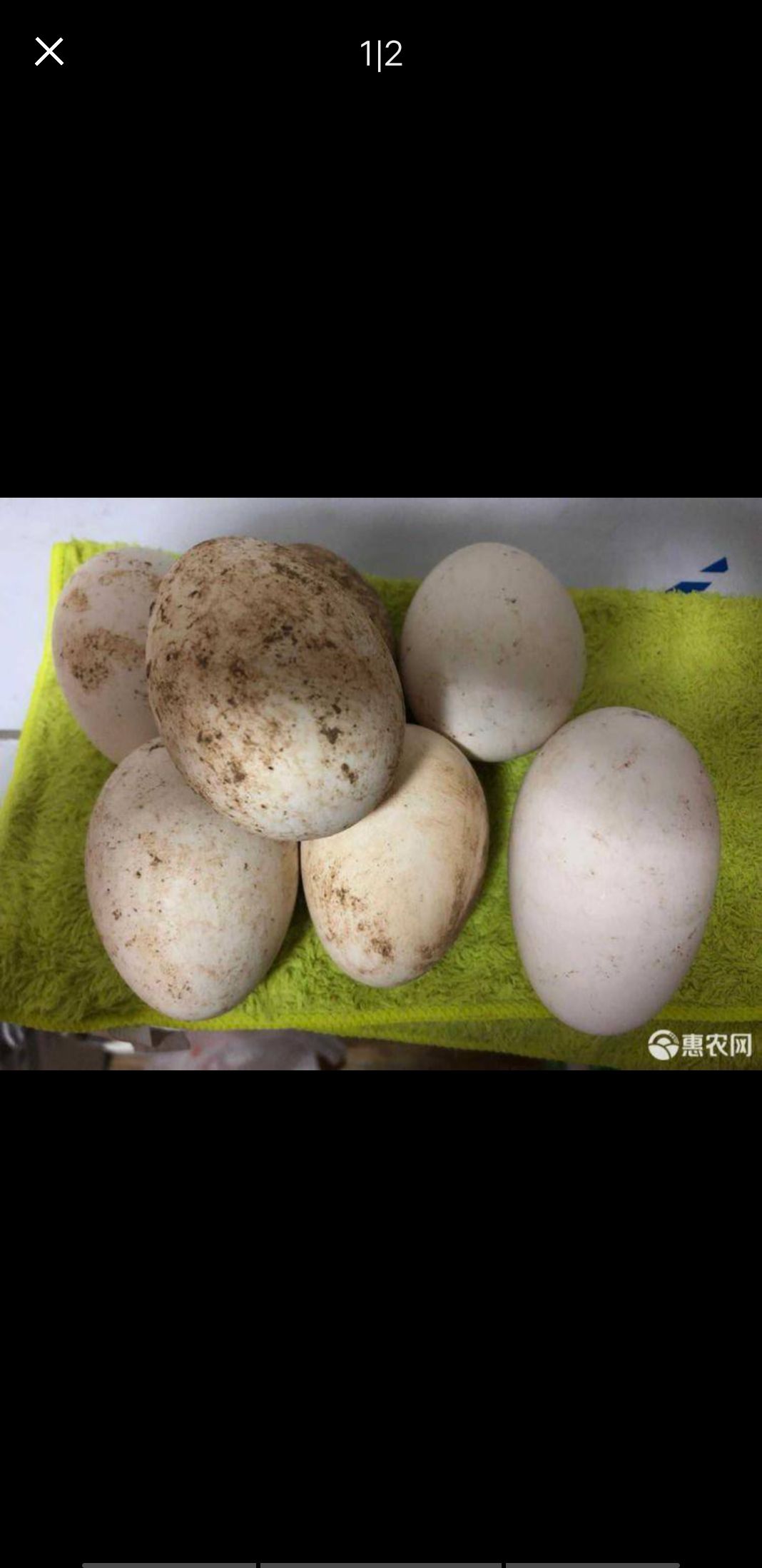  鹅蛋