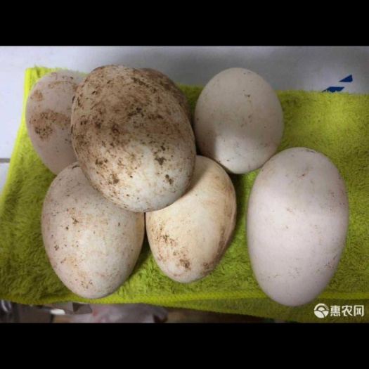 涿州市 鹅蛋