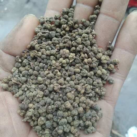 罗城县吴茱萸苗
